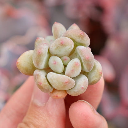 Pachyveria Tsubaraya Imported Succulent Plant