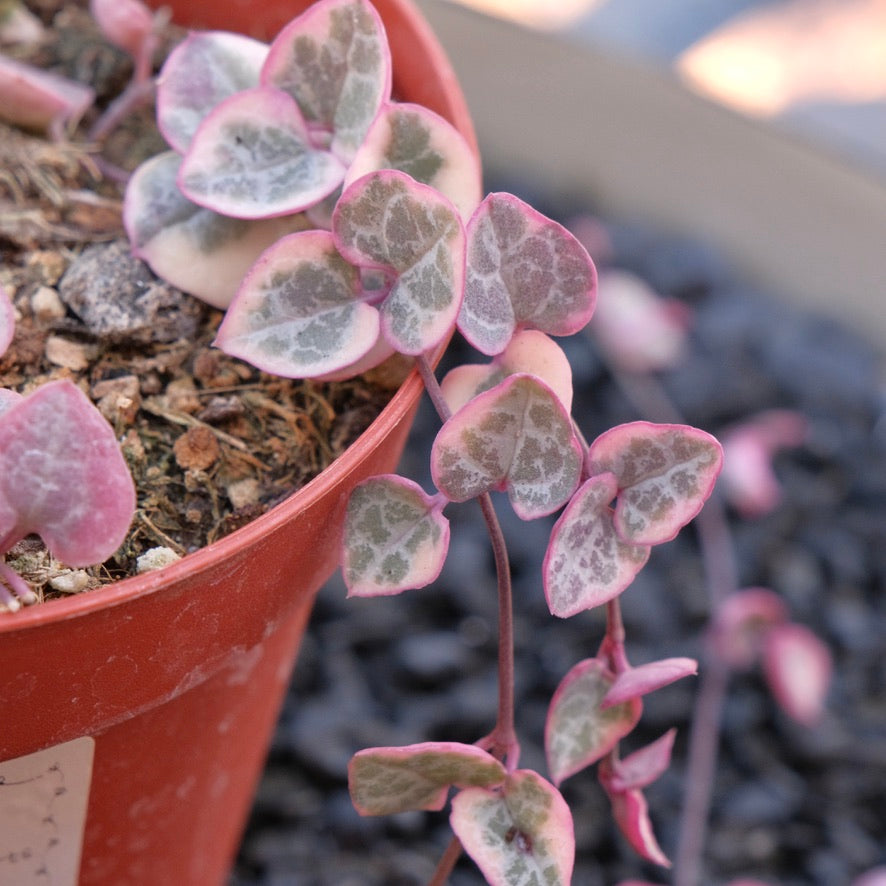 4 inch Variegated String of Hearts Succulent Plant