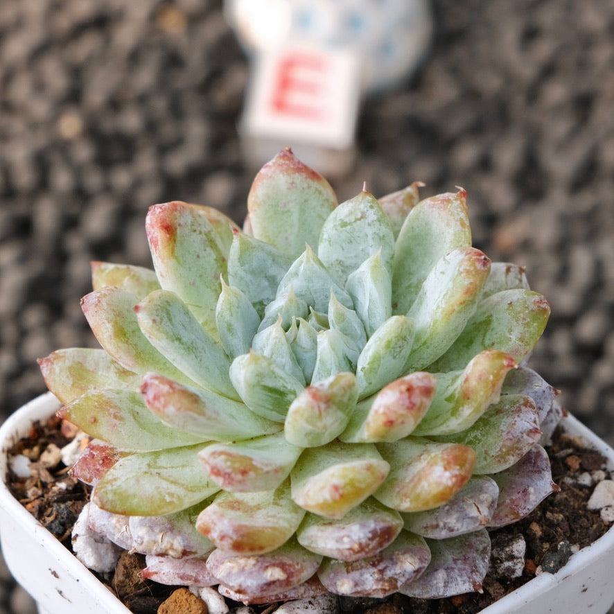 Echeveria Snow Peak Korean Succulent Plant New Changhee Hybrid