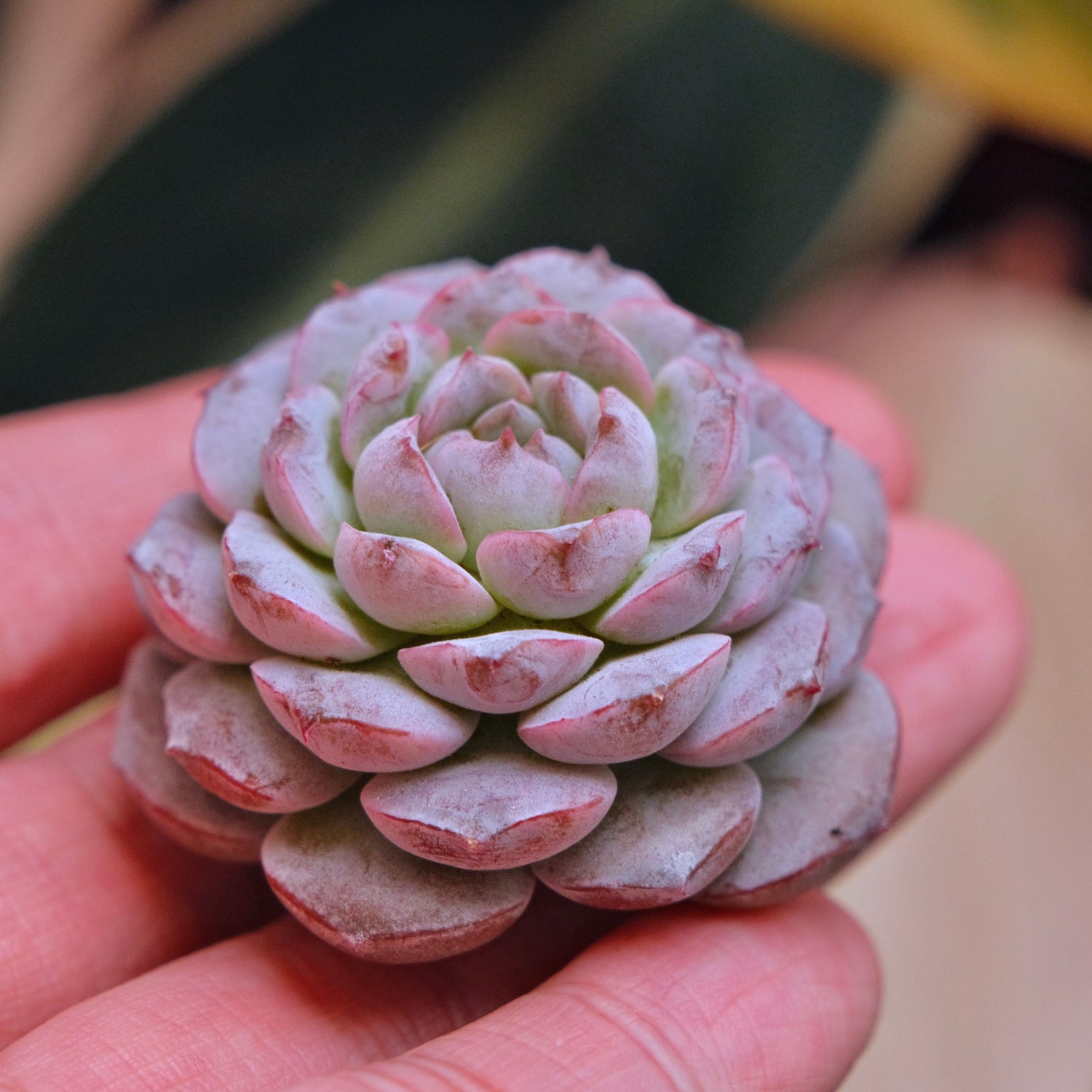 Echeveria Purple Rain Korean Succulent Plant *New*