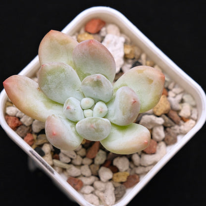 Pachyphytum Frevel Korean Succulent Plant