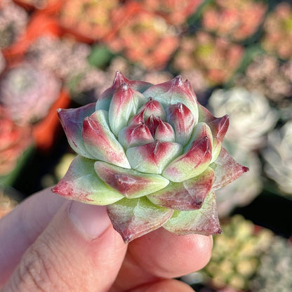 Echeveria Betelgeuse Succulent Plant *New*