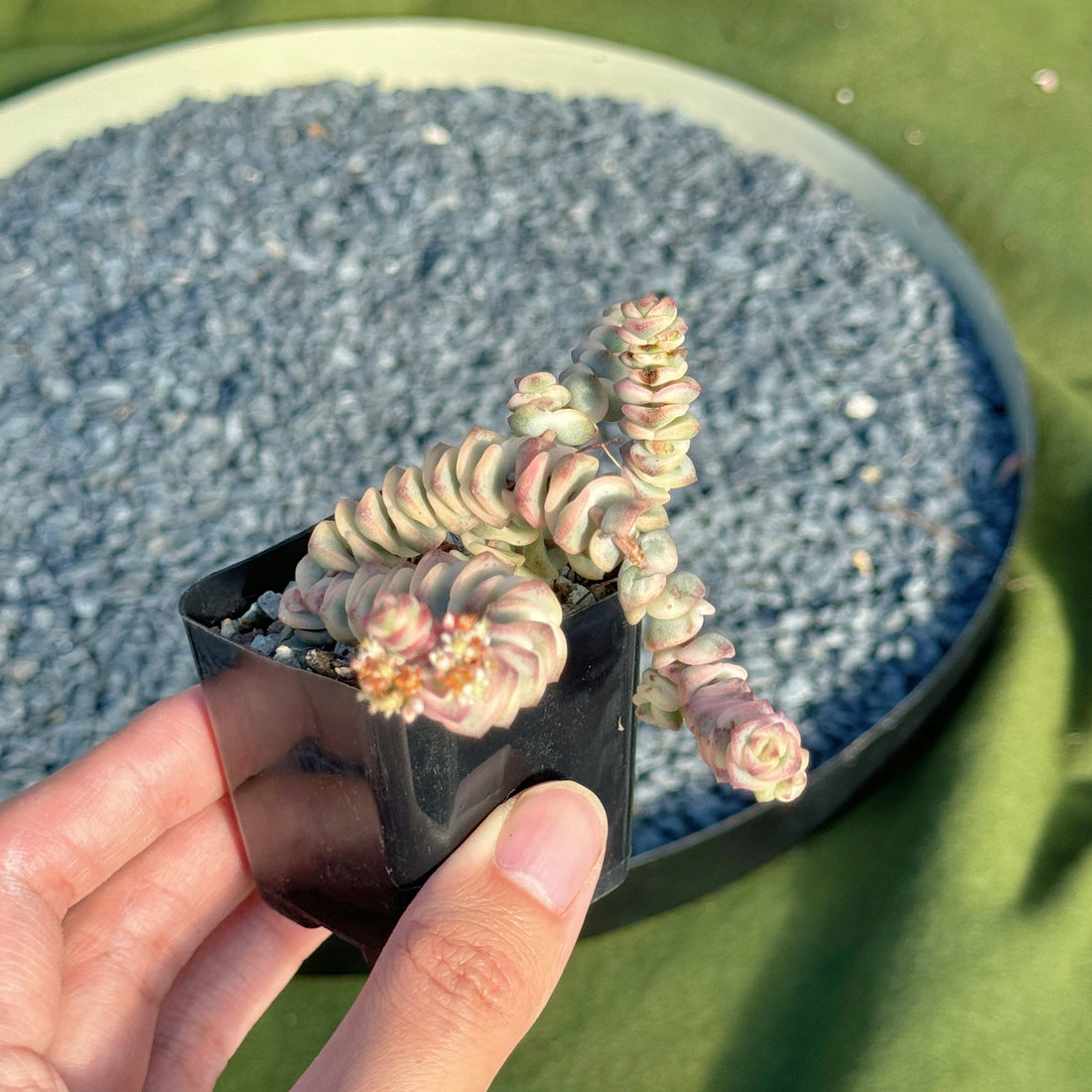 Variegated Crassula Fantasy Korean Succulent Plant