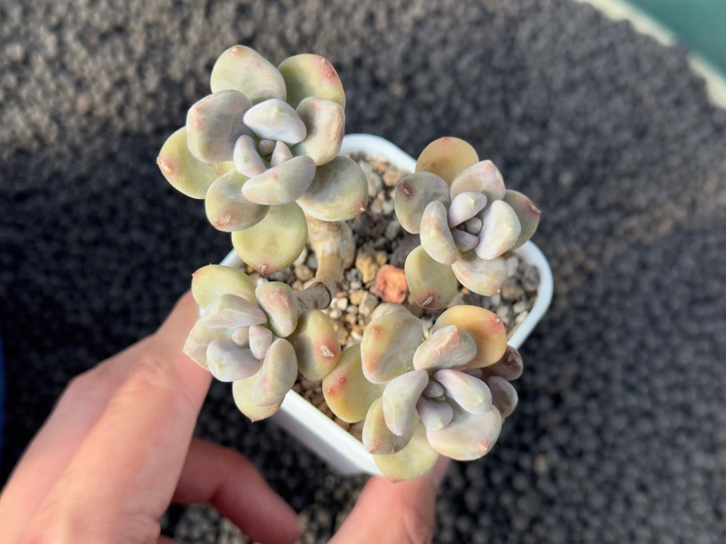 Graptophytum Supreme Korean Succulent Plant