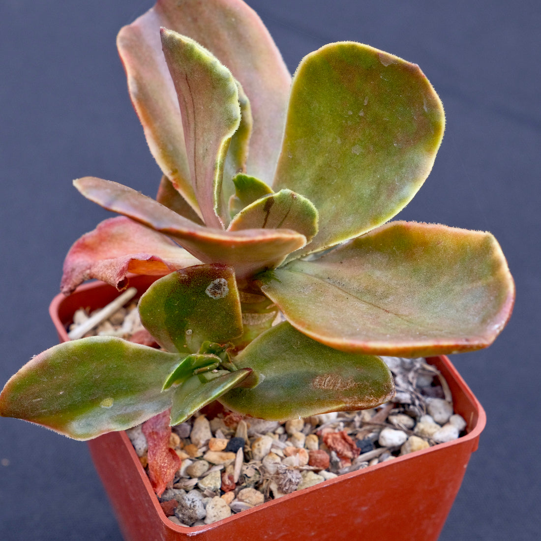 Variegated Echeveria fimbriata Rare Korean Imported Succulent