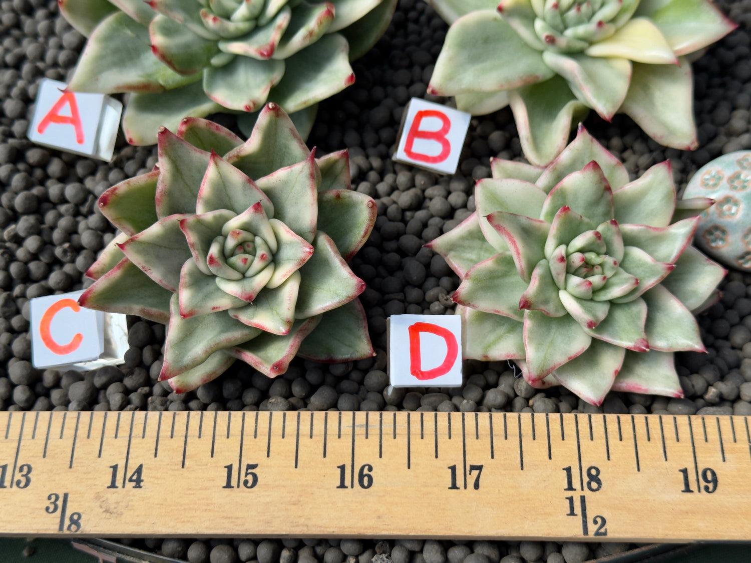 Variegated Echeveria agavoides Korean Succulent Plant