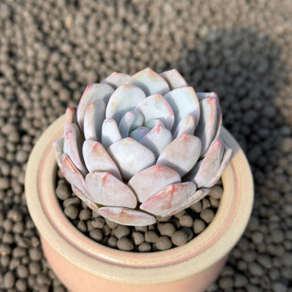 Echeveria Ramon Korean Succulent Plant Air Magic Hybrid of Laui x Monroe