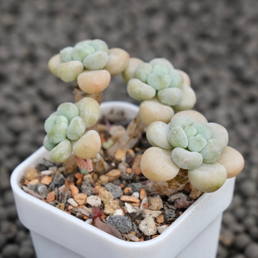 Graptosedum Rococo Imported Succulent Plant