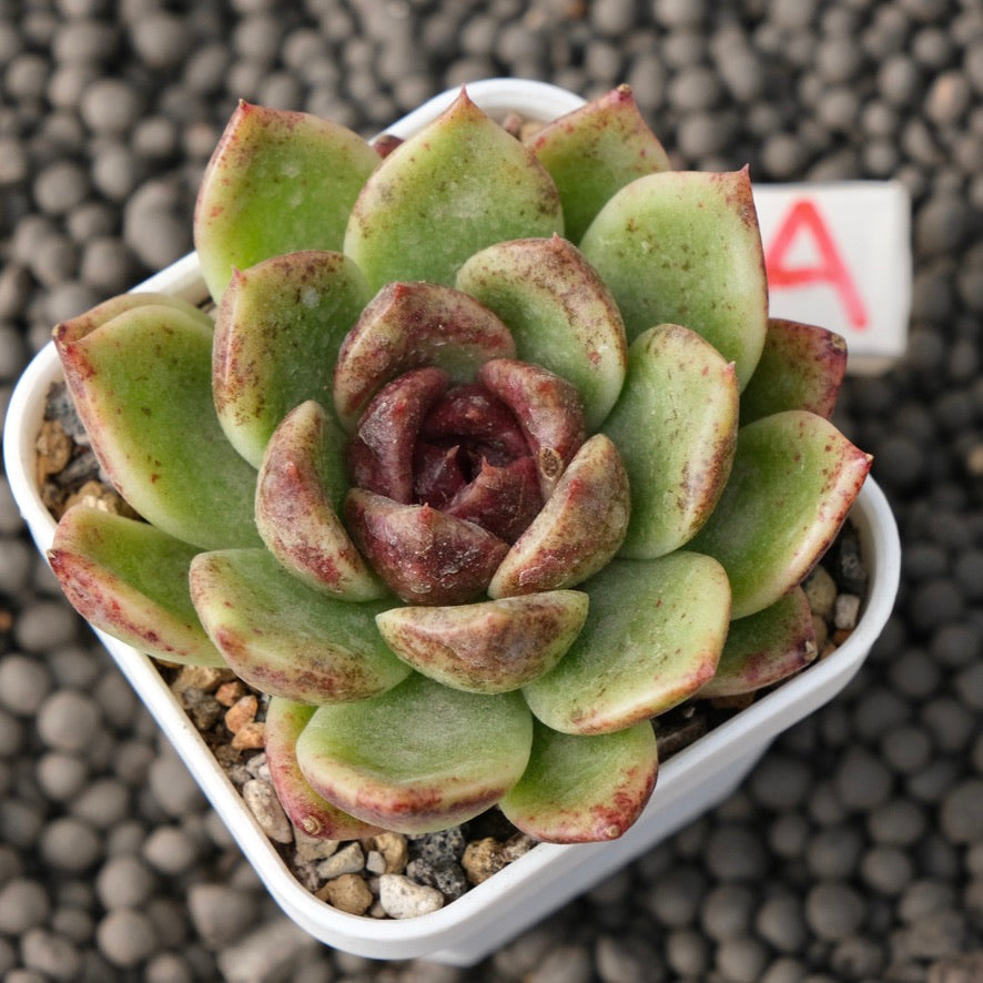 Echeveria Black Edge Korean Succulent Plant Changhee Hybrid