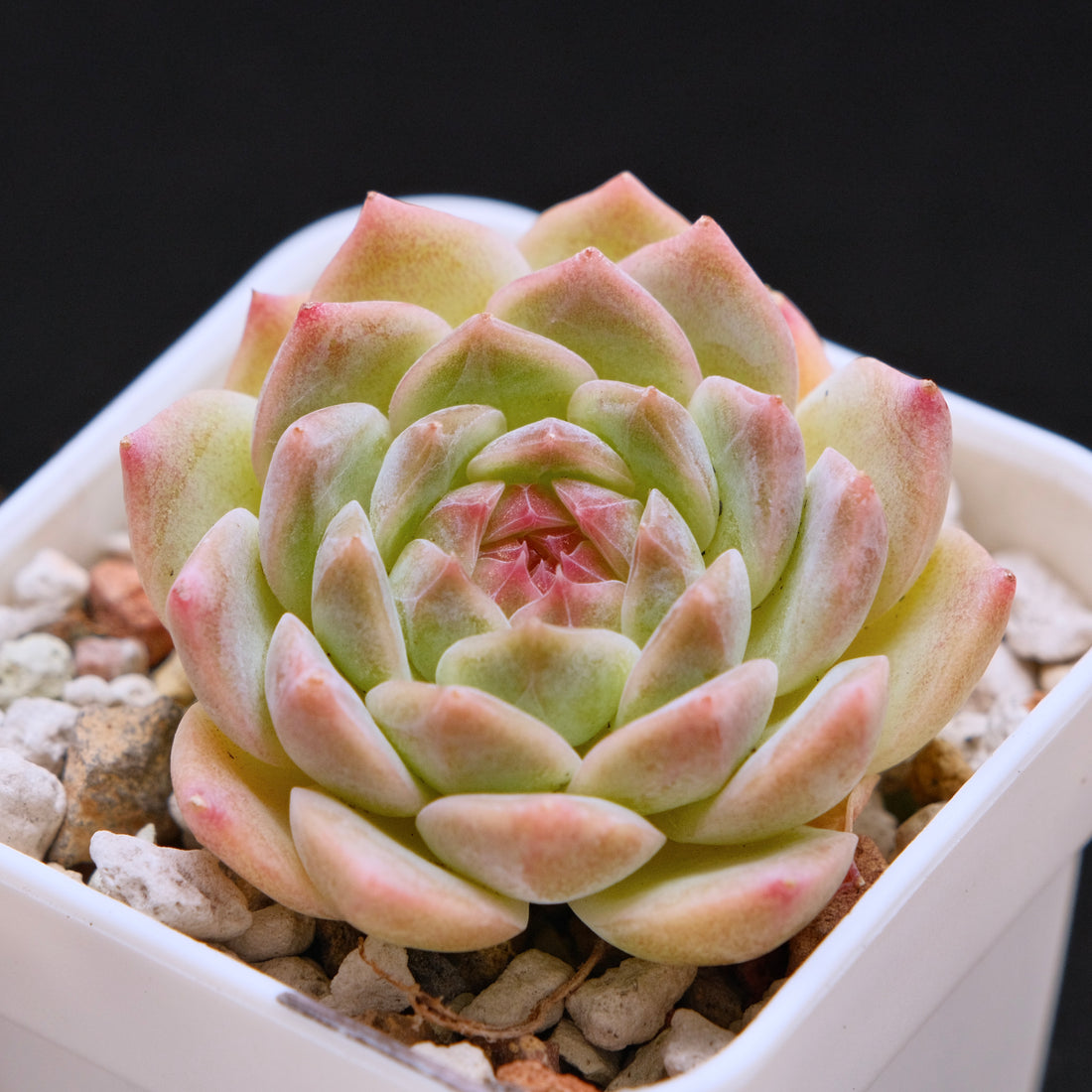 Echeveria Dreamland Imported Succulent Plant *New* 梦境