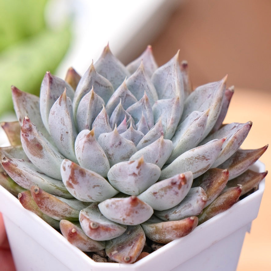 Big Echeveria Moire Korean Succulent Plant Changhee hybrid