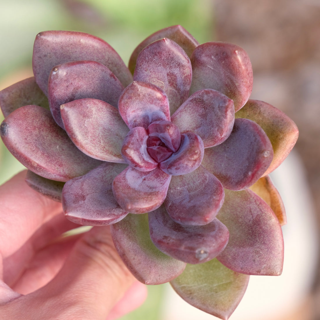 Echeveria Pink Tulip Korean Succulent Plant