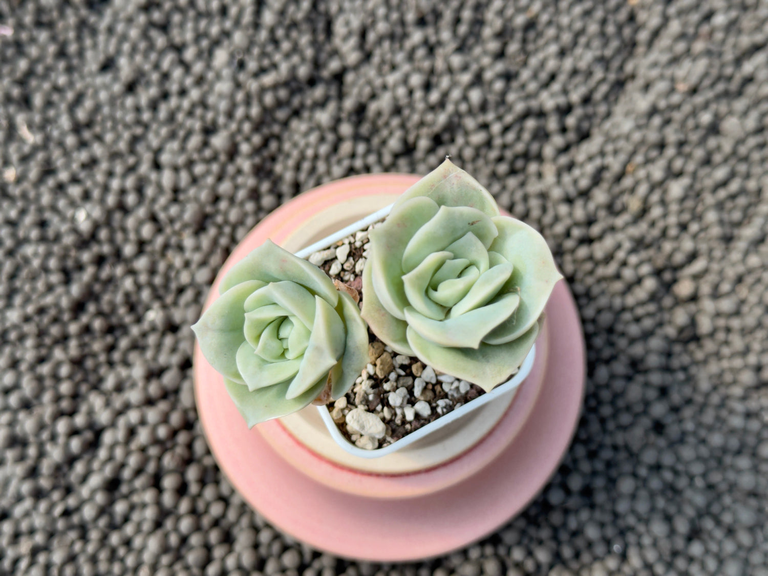 Graptoveria Lovely Rose Bumps Imported Succulent Plant