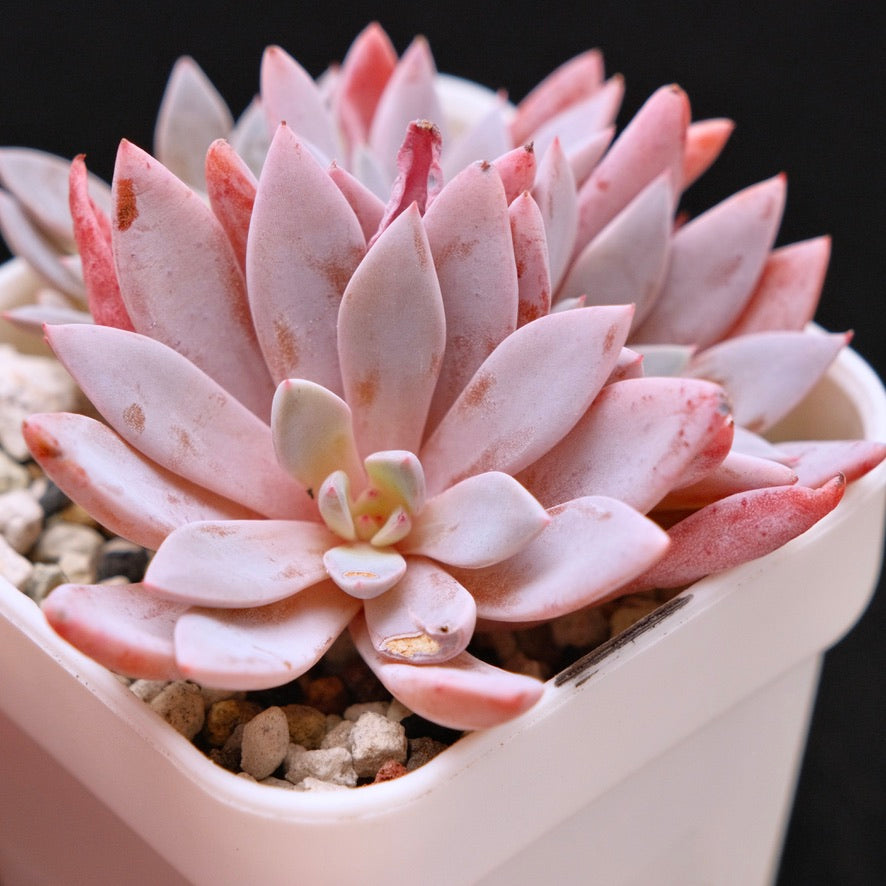 Graptoveria Lulu Korean Succulent Plant