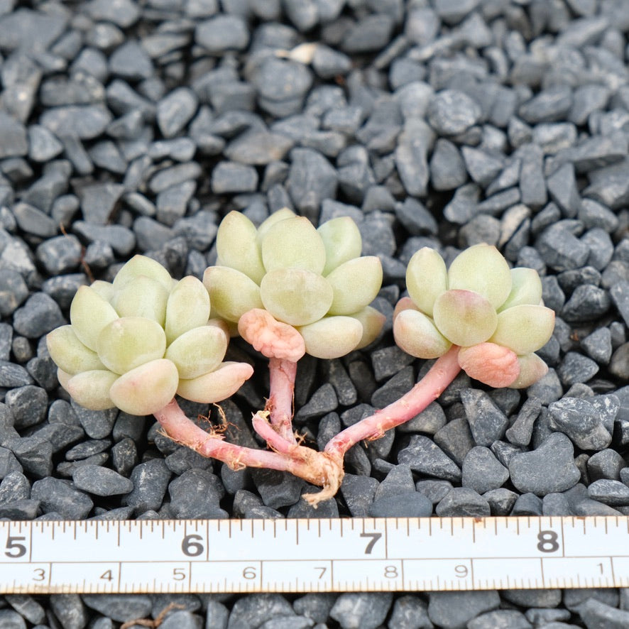 Graptosedum Bubble Gum Imported Succulent Plant