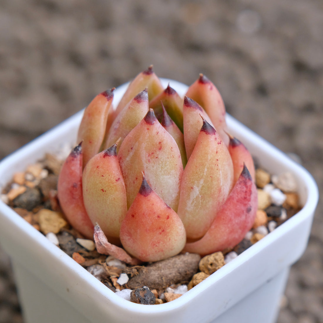 Echeveria Eagle Claw (hwaga hybrid) Korean Succulent Plant - B