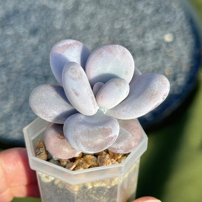 Pachyphytum momobijin Korean Succulent Plant