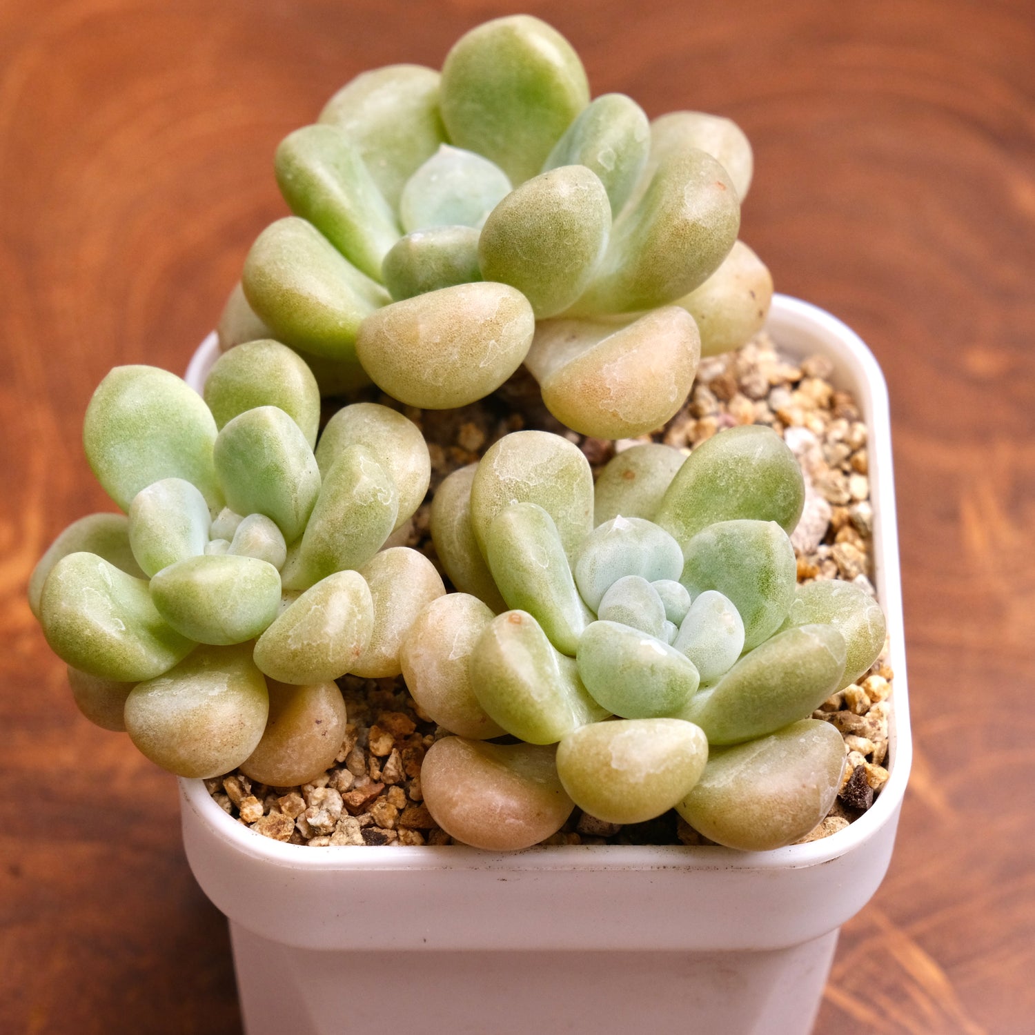 Graptoveria Bubble Bomb Korean Succulent Plant Hwaga Hybrid