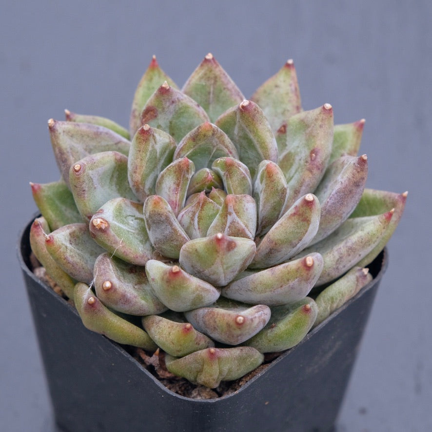 Echeveria Karban Korean Succulent Plant