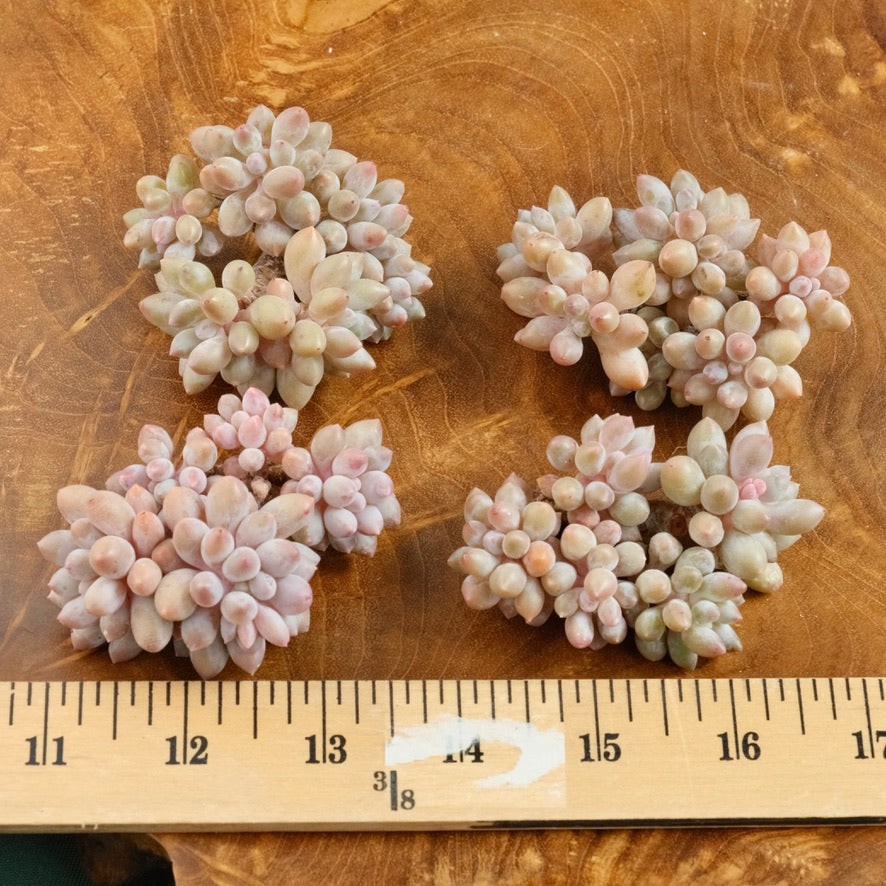 Pachyphytum Baby Fingers Korean Succulent Plant