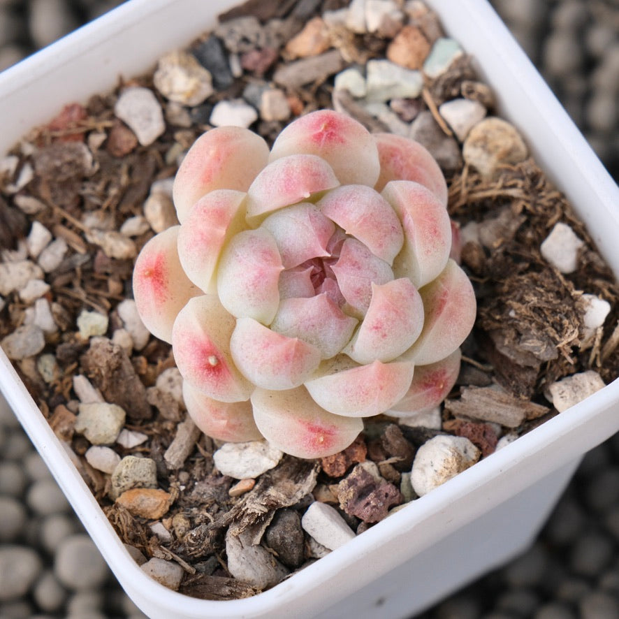 Echeveria White Peach Jelly Imported Succulent Plant