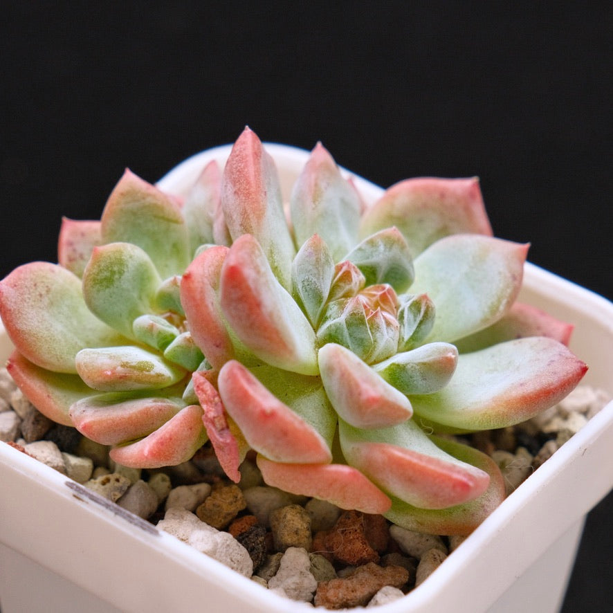 Echeveria Amber Korean Succulent Plant
