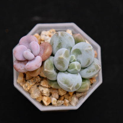 Pachyphytum Fresh Ball and Baby Pink Moonstones Korean Succulent Plant