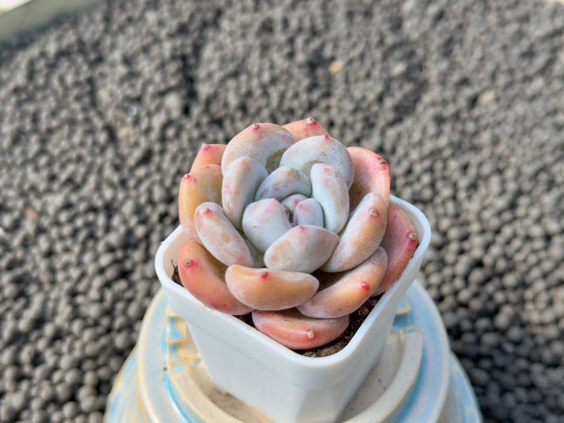 Chubby Graptoveria hybrid Imported Succulent Plant