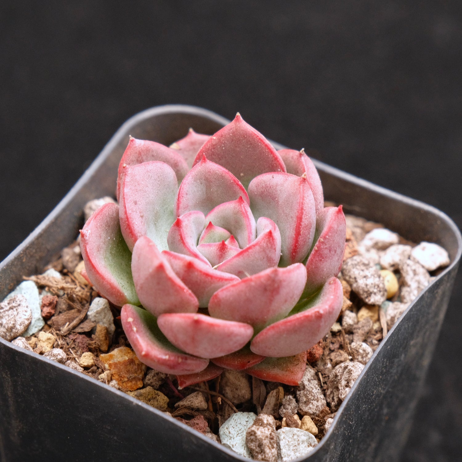 Graptoveria Aaron Korean Succulent Plant Changhee Hybrid