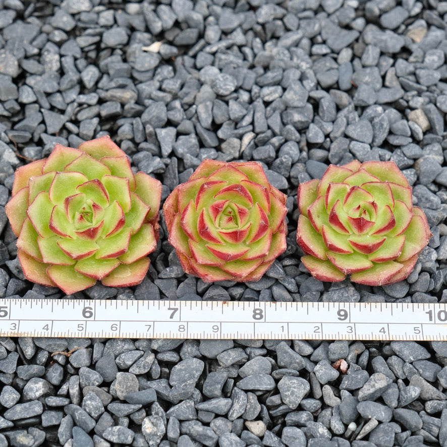 Echeveria Fuego Imported Succulent Plant Hwaga hybid