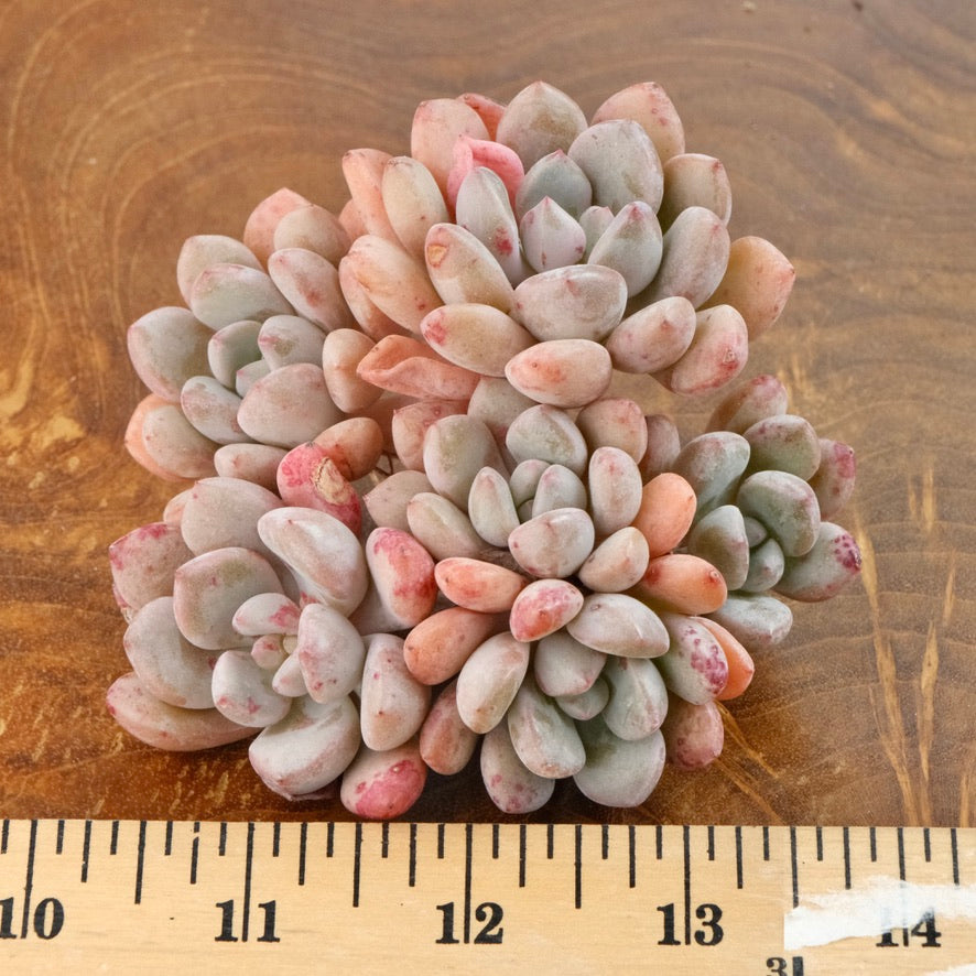 Graptoveria Amor Fati cluster Imported Succulent Plant