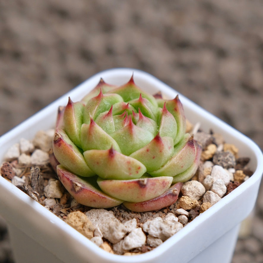 Echeveria Red Pupil Imported Succulent Plant - B