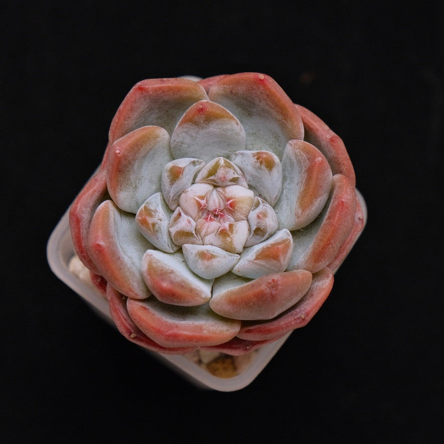 Echeveria hybrid Korean Succulent Plant *New*