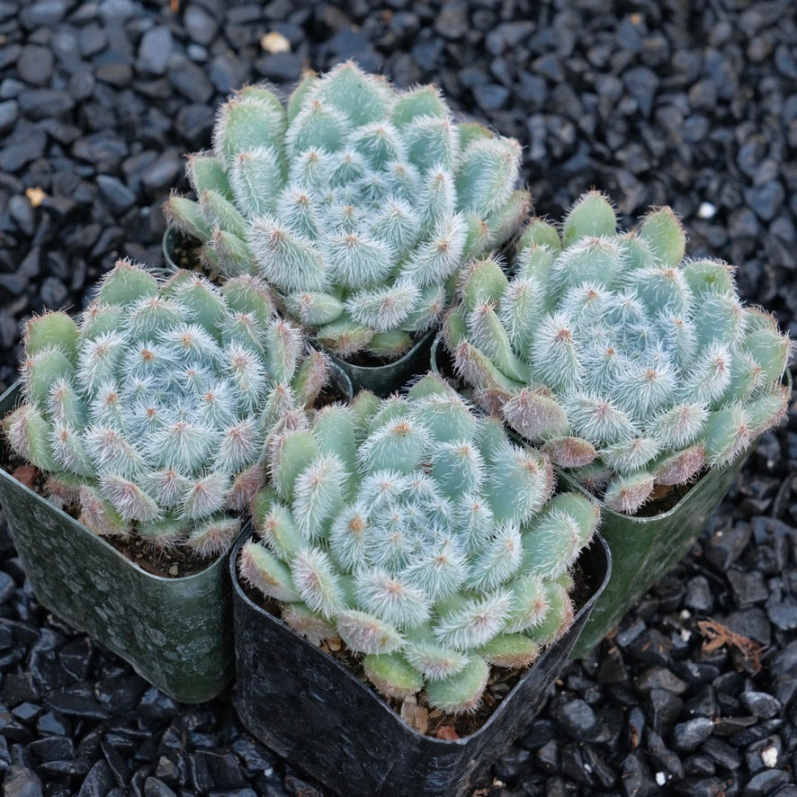 Echeveria setosa Succulent Plant