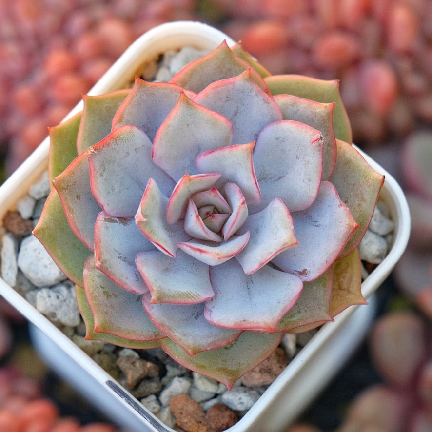 Echeveria Apricot Story Korean Succulent Plant *New*