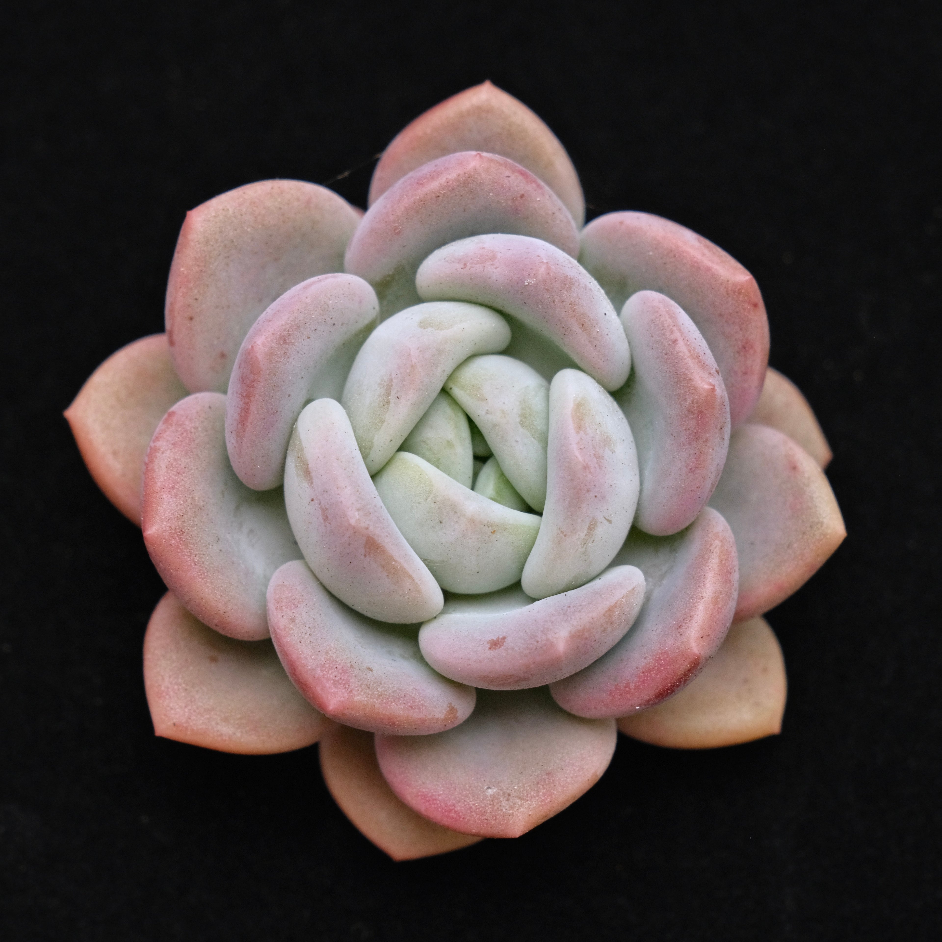 Pachyveria Ice Cream cutting Korean Succulent Plant