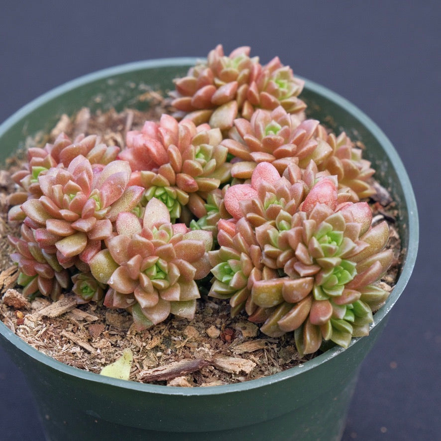 Cremnosedum Little Gem Succulent Plant