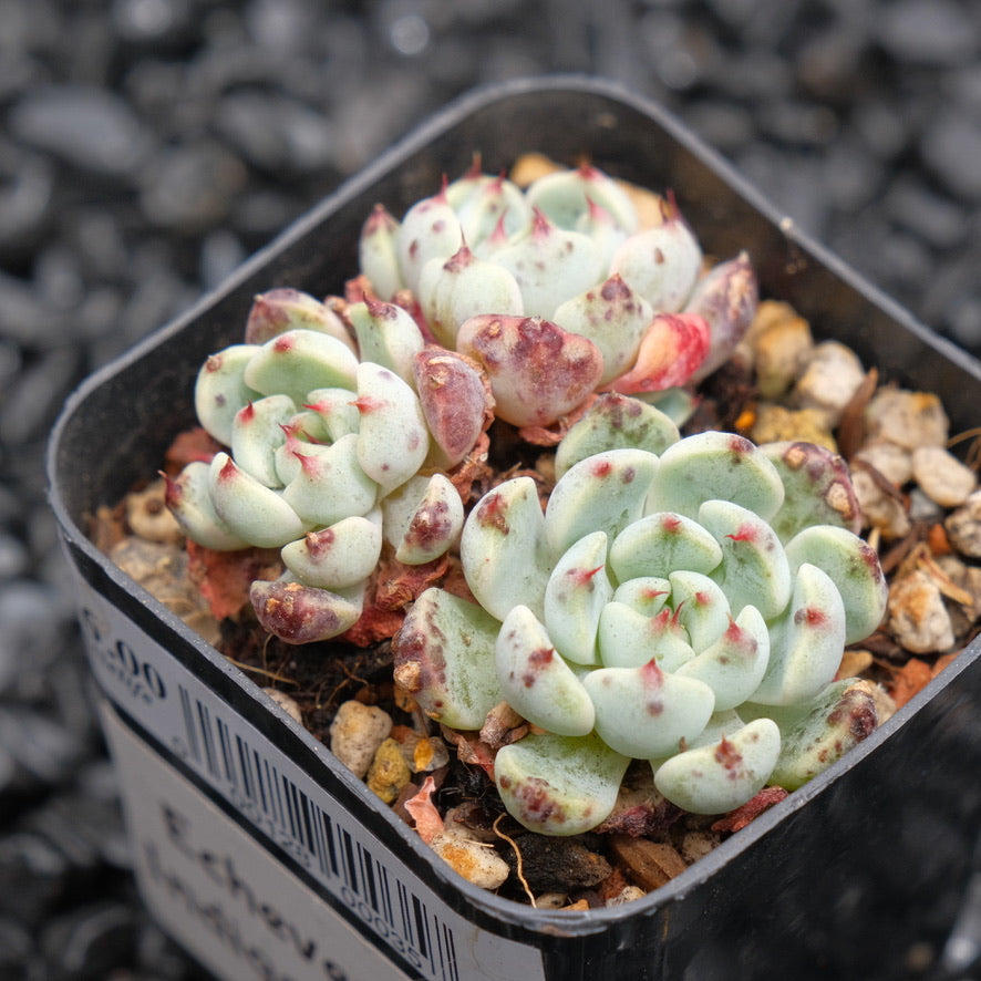 Echeveria Indigo Mini Hwaga hybrid Korean Succulent Plant