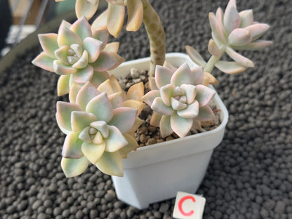 Variegated Graptosedum Ghosty Imported Succulent Plant