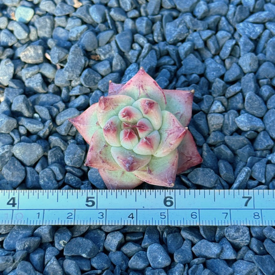 Echeveria Betelgeuse Succulent Plant *New*