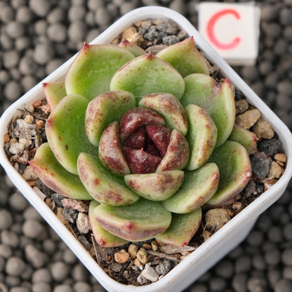 Echeveria Black Edge Korean Succulent Plant Changhee Hybrid