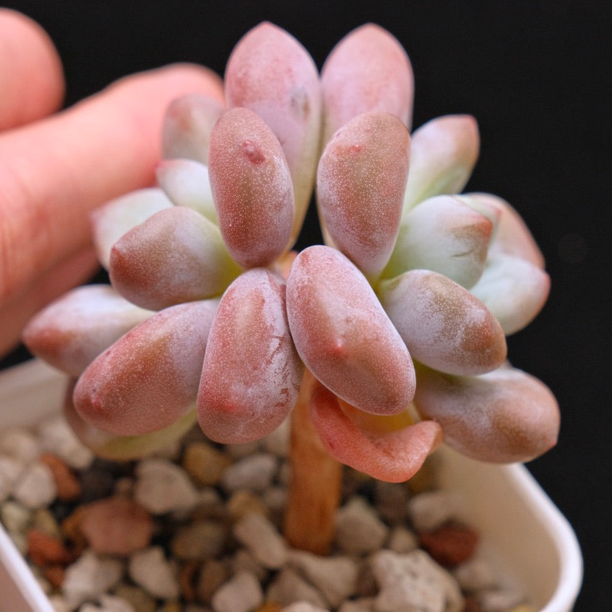 Graptoveria Apricot Candy Korean Succulent Plant