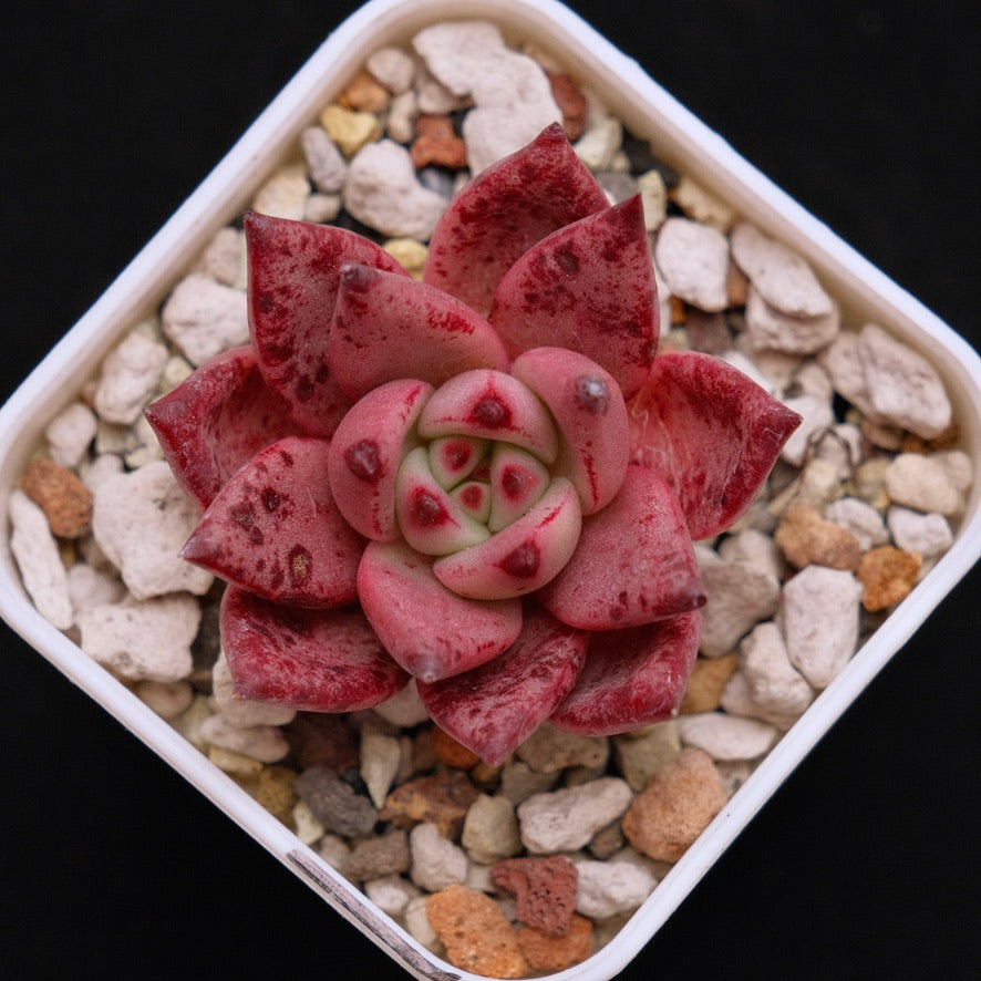 Echeveria Strawberry Korean Succulent Plant *New*