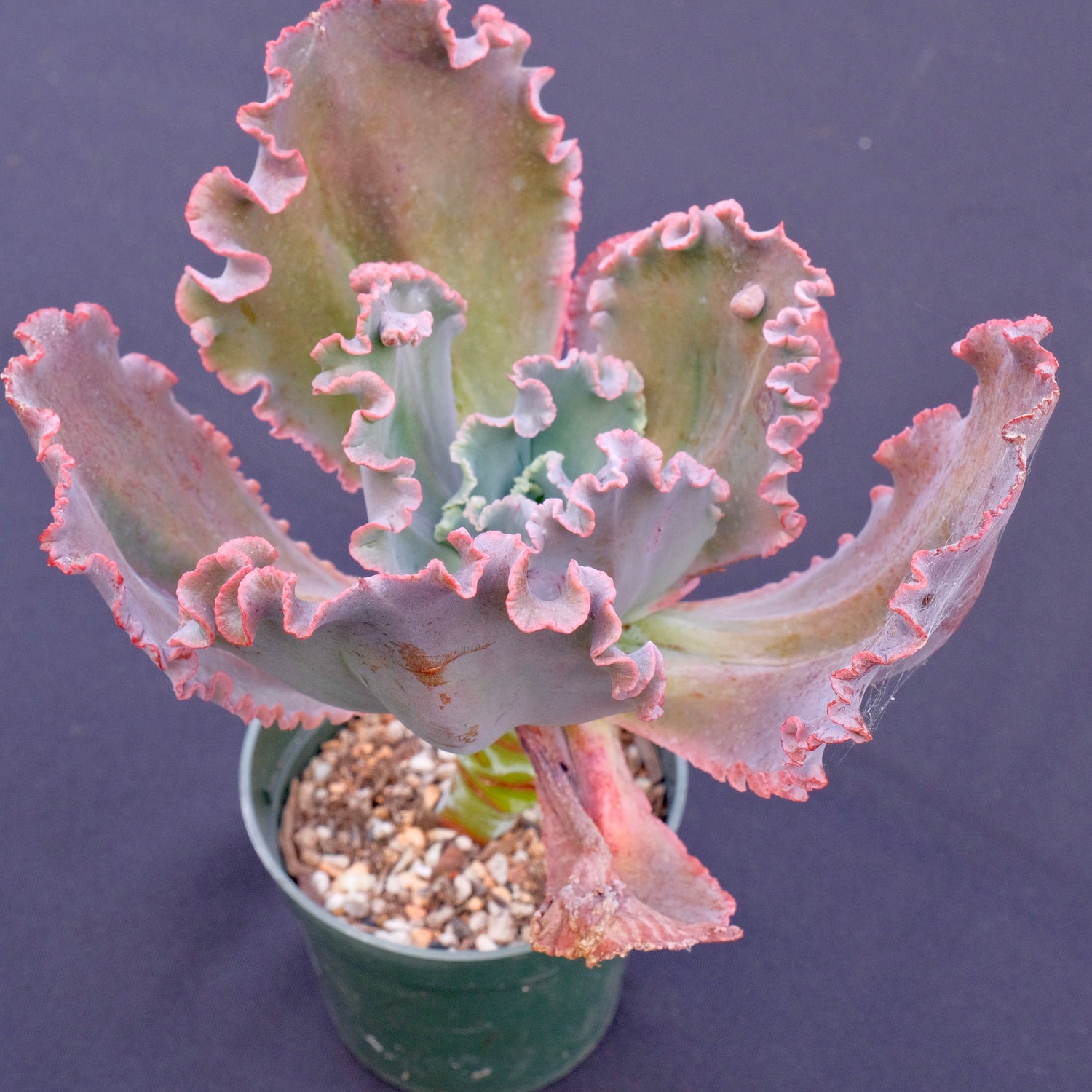 Big Echeveria Mauna Loa - Dick Wright hybrid