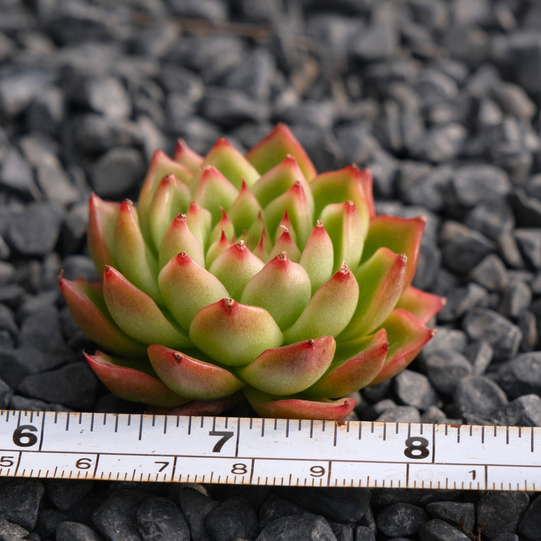 Echeveria Pizzicato Korean Succulent Plant Rare Hwaga hybrid