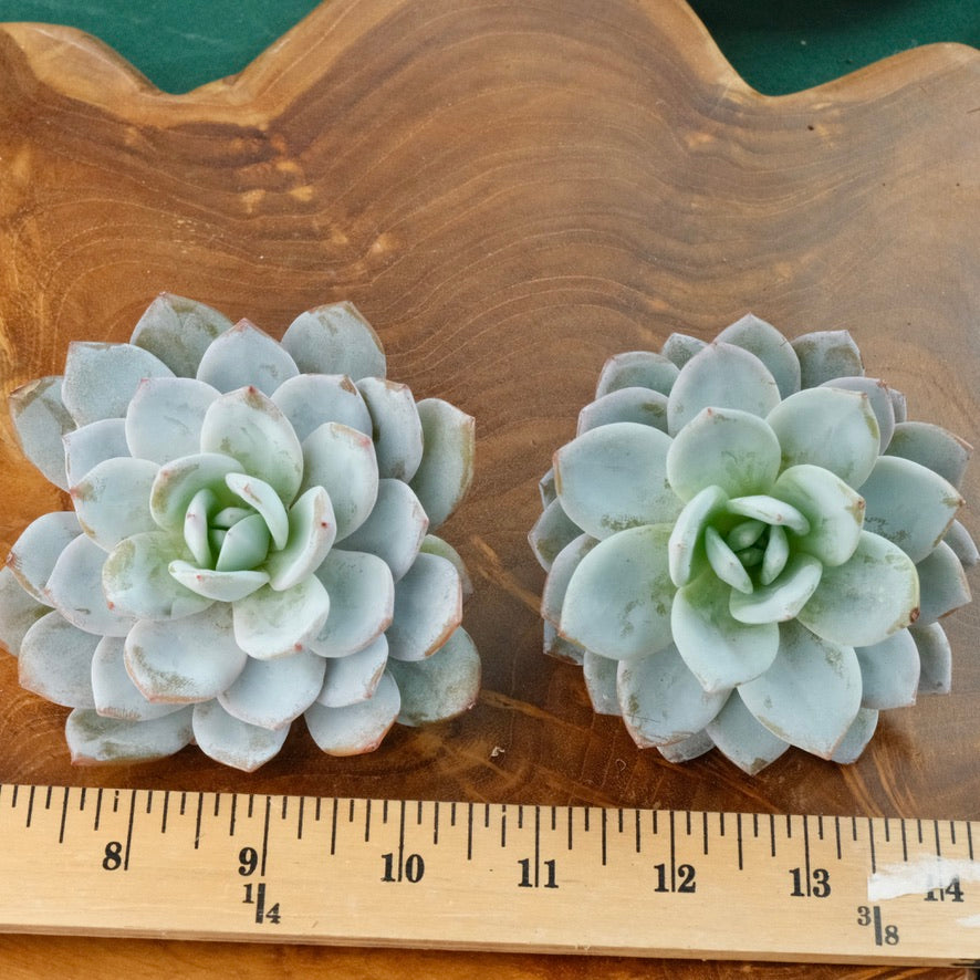 Big Echeveria Dudu Imported Succulent Plant Laui hybrid