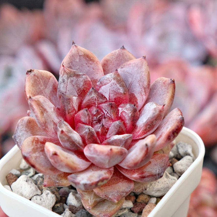 Echeveria Jelly sp Korean Succulent Plant *New*