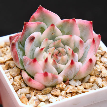 Variegated Echeveria Chihuahuaensis Korean Succulent Plant