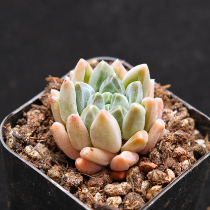 Pachyveria Organic Candy Korean Succulent Plant