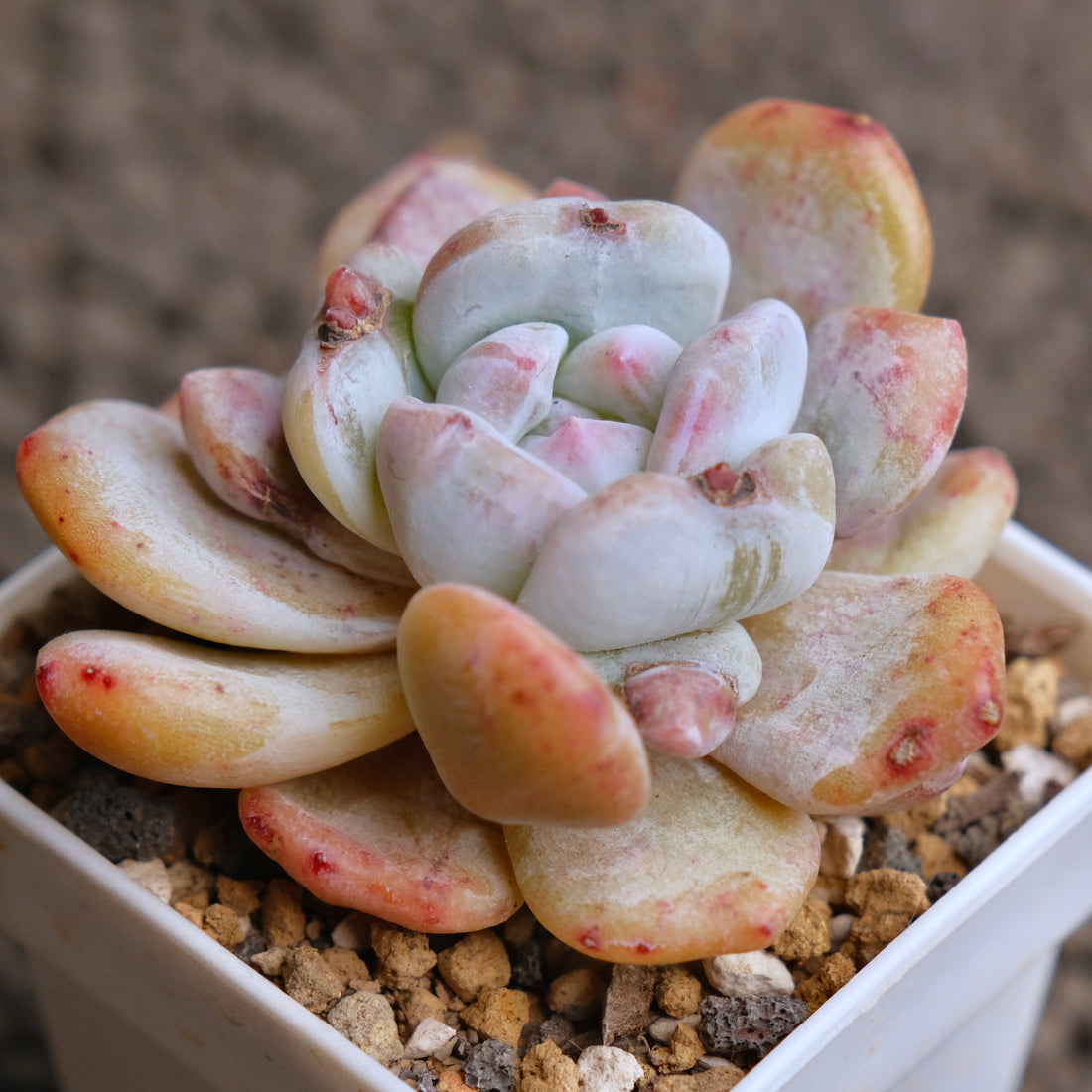 Monstrose Echeveria Monroe Imported Succulent Plant - C